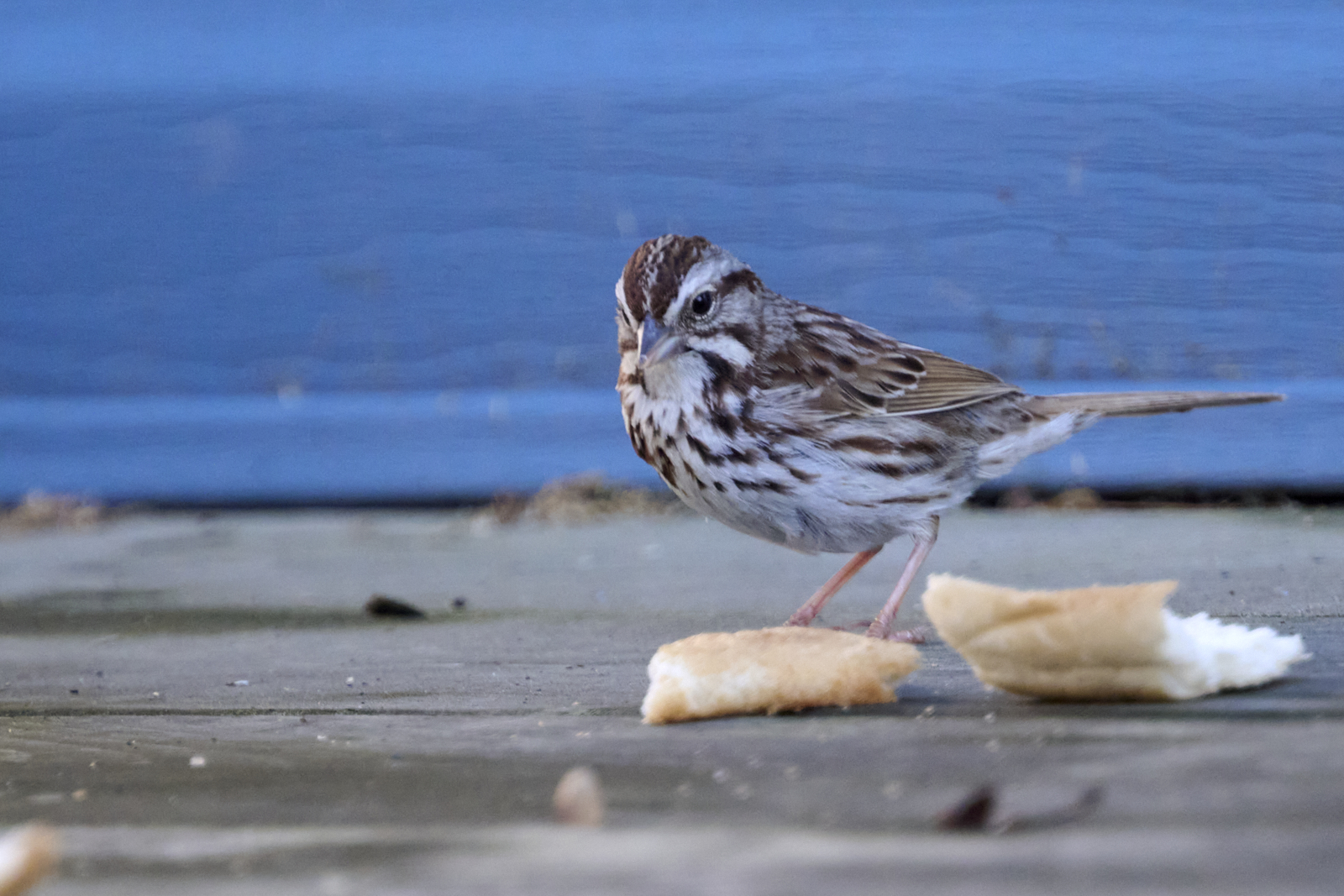 DSC_2270_1600.jpg